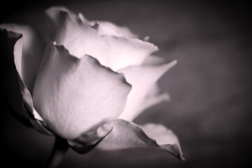 Rosenblüte schwarz weiß pink monochrom romantisch Dunst und Nebel