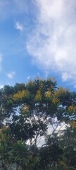 Naturaleza: selva en ocre y azul