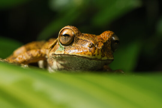 Portrait of a tropical frog.