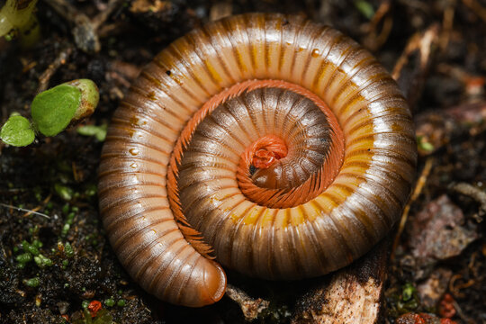 Millipede curled on forest floor.