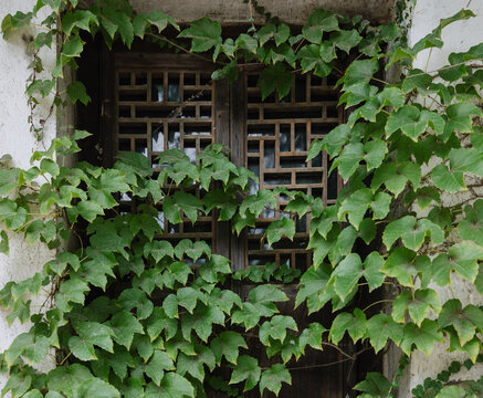  Ivy-Covered Lattice Window

