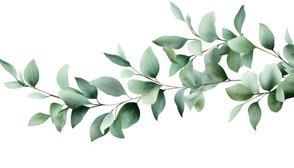 A bunch of eucalyptus leaves on a transparent background in PNG
