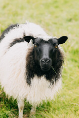 Obraz premium black and white sheep