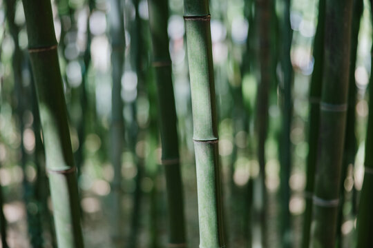 Close-Up of Bamboo Stalks in a Forest - Powered by Adobe