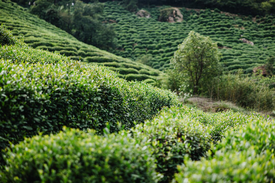Rolling hills of tea bushes in a terraced plantation