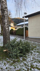 Discarded christmas tree in the street after Christmas holidays. Recycling of Christmas tree