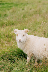 Obraz premium sheep in a field
