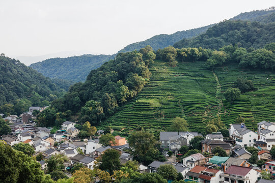 Mountain village surrounded by terraced tea plantations