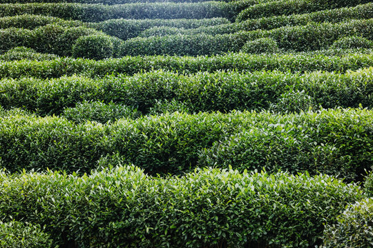 Rows of green tea plants in a terraced plantation