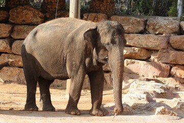 Naklejka premium A close-up shot of an elephant. The elephant's wrinkled gray skin is clearly visible, and the trunk is curved down and slightly to the left. In the background, there are light-colored rocks.