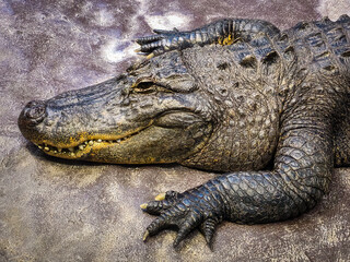 alligator in the zoo