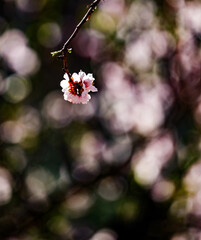 Almond trees in blossom in the Vall of L´Aguart