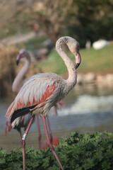 Wild african birds. Greater african flamingos on a blurred green background
