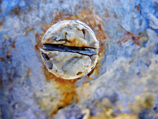 Old Rusted Screw Flathead with Paint and Worn Weathered Texture