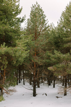 Snow-covered pine forest