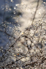 snow covered branches