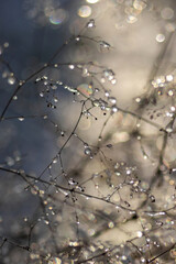 drops of dew on a branch