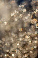 drops of dew on a branch