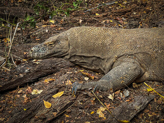 Komodo dragon, Komodo Island, Indonesia