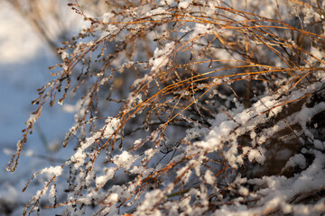 water drops on a branch