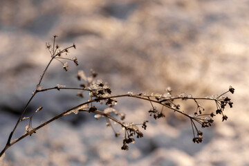 frost on a tree