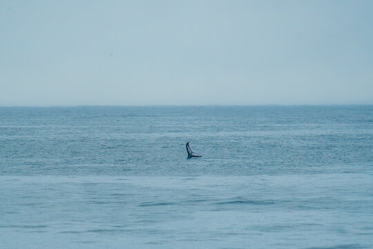 Tail of a whale as it emerges from the sea water