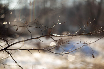 frost on a tree