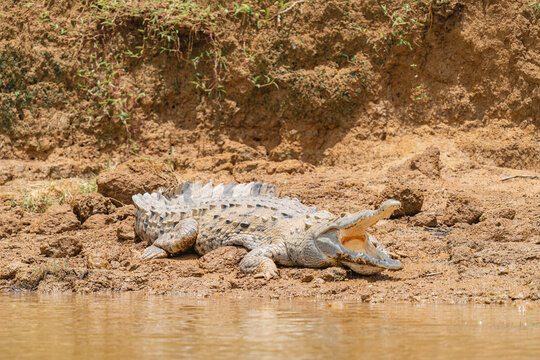 Crocodile with its mouth open on the bank of a river