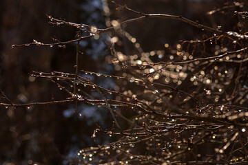 frost on a tree
