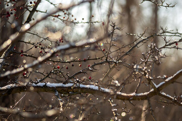 snow covered branches