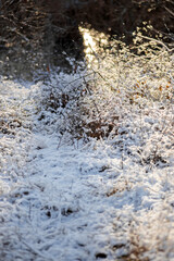 snow on the grass