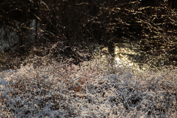 snow on the grass