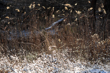snow on the grass