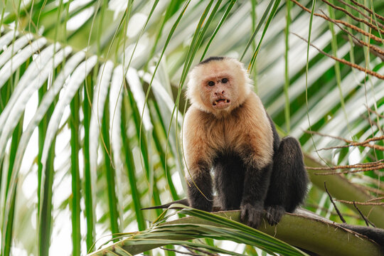 White-faced monkey from the front perched on the leaf of a palm tree
