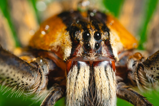 Macro photography of a spider