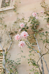 pink flowers in the garden