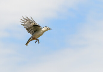 White-breasted Nuthatch in flight, with partly cloudy sky background