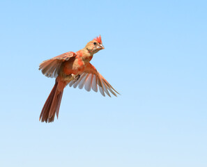 Obraz premium Adorable, juvenile, male, mid-molt, Northern Cardinal in flight against clear blue sky