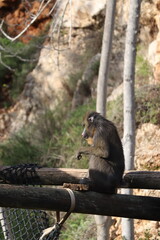 Mandrill monkey sitting on wooden fence in zoo enclosure, displaying characteristic blue and red facial features. Profile portrait shows primate's natural posture against rocky background with poles