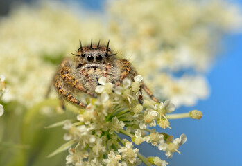Beautiful female Phidippus putnami jumping spider on a white wildflower in spring, with blue sky background