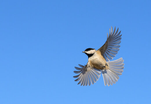 Carolina Chickadee in flight; undeside view with wings and tail spread out, against clear blue sky, with copy space