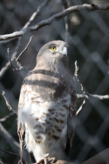 A light brown eagle with piercing yellow eyes sits on a dry tree branch. Its gaze is sharp and focused, its face is gray. The background is dark and includes thin branches
