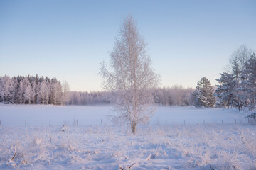 trees in the snow