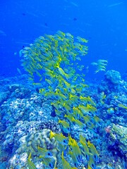 School of Bluestripe Snapper (Lutjanus kasmira) swimming near a coral reef