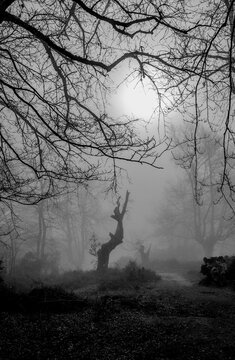 Fog6