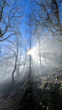 Fog7