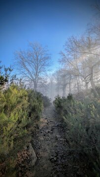 Fog3
