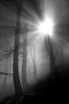 Fog