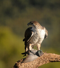 aguila perdicera en posadero con la presa
