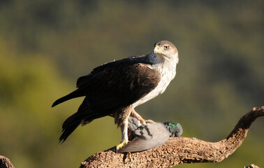 aguila perdicera en posadero con la presa